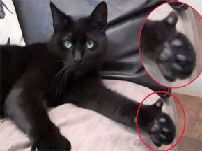 Gato faz “joia” com a patinha - PetMag
