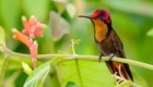 concurso-premia-fotos-de-aves-brasileiras_3