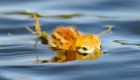 concurso-premia-fotos-de-aves-brasileiras_4