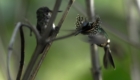 concurso-premia-fotos-de-aves-brasileiras_5