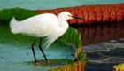 concurso-premia-fotos-de-aves-brasileiras_7