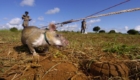 ratos-herois-combatem-minas-terrestres_2