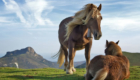 WC Richard Bartz;;A foto votada melhor de 2008 mostra cavalos na montanha Bianditz, na Espanha