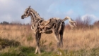 artista-faz-esculturas-de-cavalos-com-troncos_5