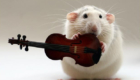 orquestra-de-ratinhos_10