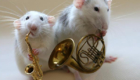 orquestra-de-ratinhos_3
