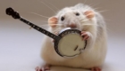 orquestra-de-ratinhos_4