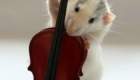 orquestra-de-ratinhos_5
