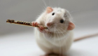 orquestra-de-ratinhos_6