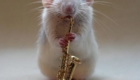 orquestra-de-ratinhos_9