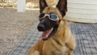ray-ban-animal_10