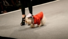 modelos-caninos-invadem-a-pet-fashion-week_17