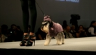 modelos-caninos-invadem-a-pet-fashion-week_27