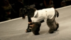 modelos-caninos-invadem-a-pet-fashion-week_34