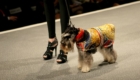 modelos-caninos-invadem-a-pet-fashion-week_36