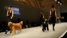 modelos-caninos-invadem-a-pet-fashion-week_37