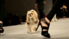 modelos-caninos-invadem-a-pet-fashion-week_38