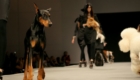 modelos-caninos-invadem-a-pet-fashion-week_39