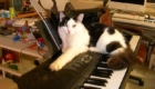 pets-musicais_11