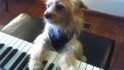 pets-musicais_17