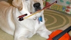 pets-musicais_2