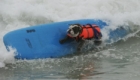 surfe-canino_12