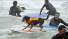 surfe-canino_2
