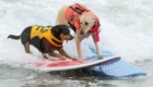 surfe-canino_3
