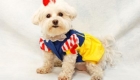 pets-em-clima-de-halloween_11