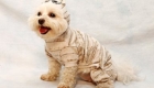 pets-em-clima-de-halloween_3