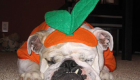 pets-em-clima-de-halloween_7