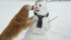 pets-na-neve_5