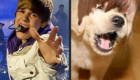 animais-sosias-de-justin-bieber_2