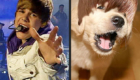 animais-sosias-de-justin-bieber_2