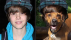 animais-sosias-de-justin-bieber_3