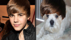 animais-sosias-de-justin-bieber_4