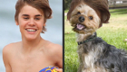 animais-sosias-de-justin-bieber_5