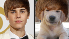 animais-sosias-de-justin-bieber_9