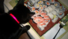 gatos-amam-comida-japonesa_11