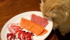 gatos-amam-comida-japonesa_3