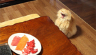 gatos-amam-comida-japonesa_4
