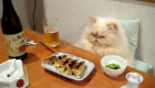 gatos-amam-comida-japonesa_7