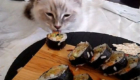 gatos-amam-comida-japonesa_9