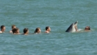 golfinhos-viram-atracao_6