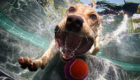 cachorros-mergulhadores-em-ensaio-fotografico_2