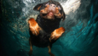 cachorros-mergulhadores-em-ensaio-fotografico_3