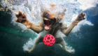 cachorros-mergulhadores-em-ensaio-fotografico_7
