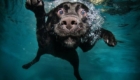 cachorros-mergulhadores-em-ensaio-fotografico_8