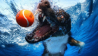cachorros-mergulhadores-em-ensaio-fotografico_9