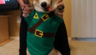 cachorro-corgnelius-link-welsh-corgi